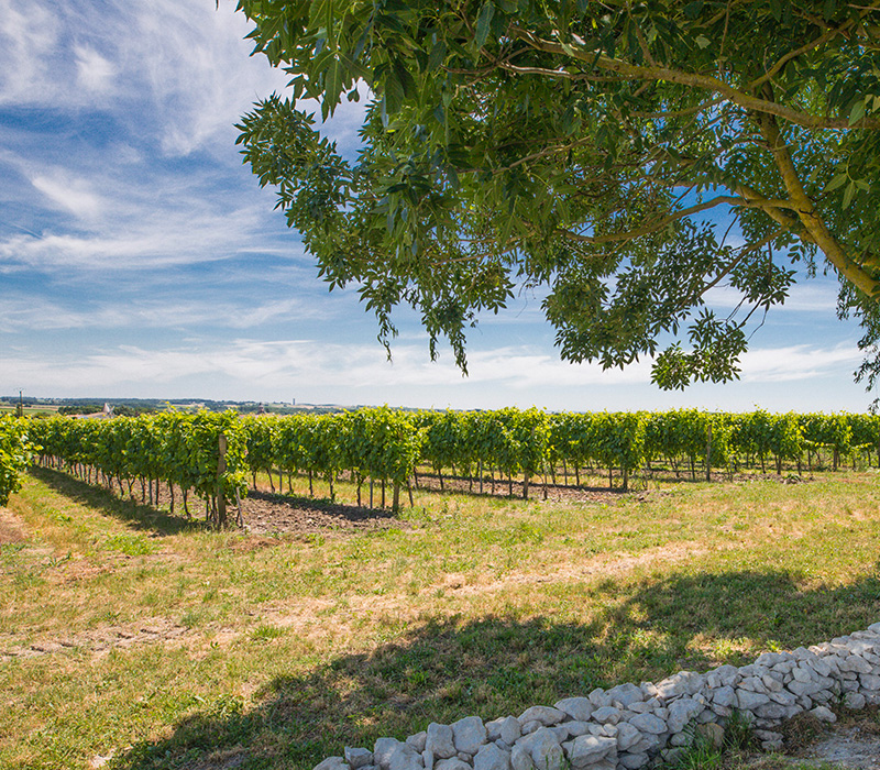 Un gîte au cœur des vignobles